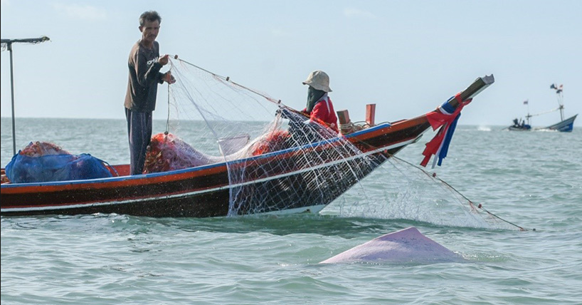 Small-scale Thai fishing vessel hauling gillnet with humpback dolphin in the foreground. Image: Thevarit Svarachorn.
